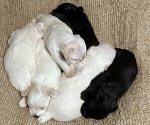Schnauzer (Miniature) Dog Breeder near PARSONS, TN, USA