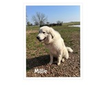 Small #7 Breeder Profile image