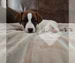 Small #12 Breeder Profile image