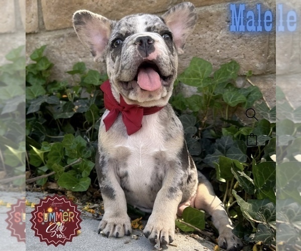Medium Photo #3  Breeder Profile in MOORPARK, CA, USA