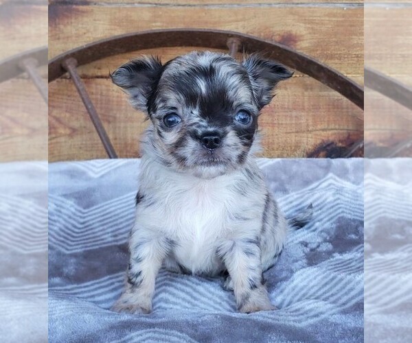 Medium Photo #5  Breeder Profile in POTEAU, OK, USA