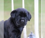 Small #17 Breeder Profile image