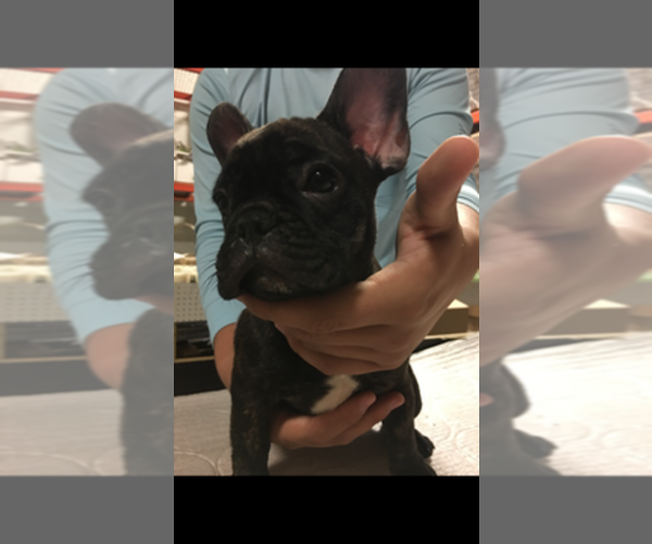 Medium Photo #1  Breeder Profile in NORTH MIAMI BEACH, FL, USA