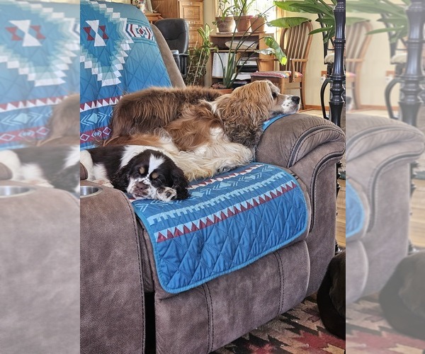 Medium Photo #9  Breeder Profile in FANCY GAP, VA, USA