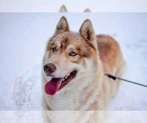 Siberian Husky Dog Breeder near MORGANTON, NC, USA