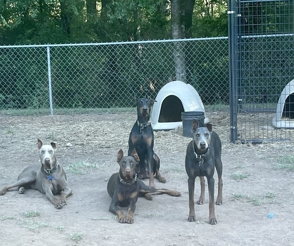 Medium Photo #1  Breeder Profile in ELM GROVE, LA, USA