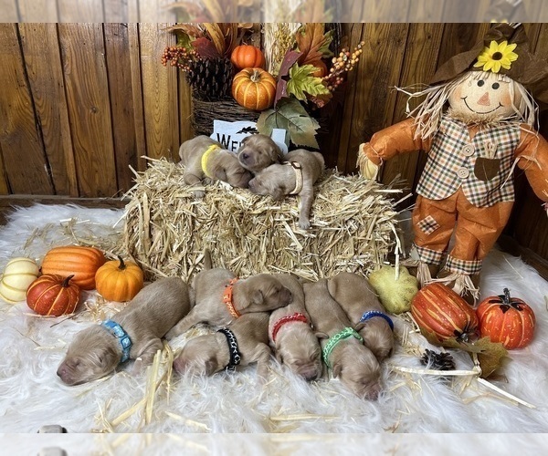 Medium Photo #68  Breeder Profile in NEOLA, WV, USA
