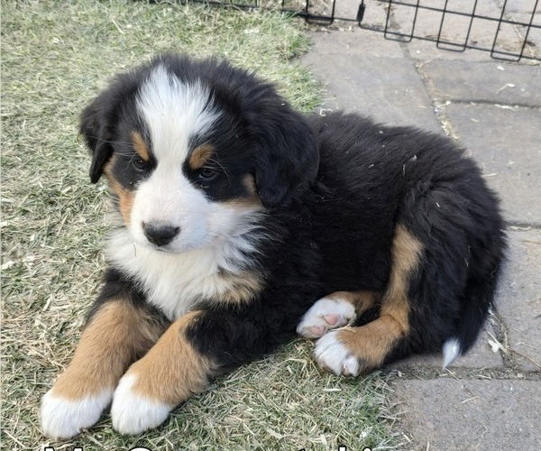 Medium Photo #3  Breeder Profile in SALMON, ID, USA