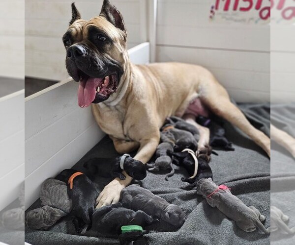 Medium Photo #1  Breeder Profile in KLAMATH FALLS, OR, USA