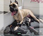 Small breeder photo