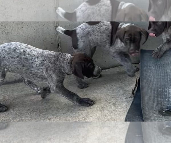 Medium Photo #8  Breeder Profile in STRAWBERRY POINT, IA, USA