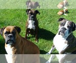 Small breeder photo