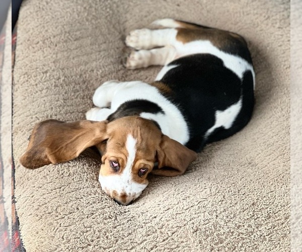 Medium Photo #1  Breeder Profile in COLBERT, GA, USA