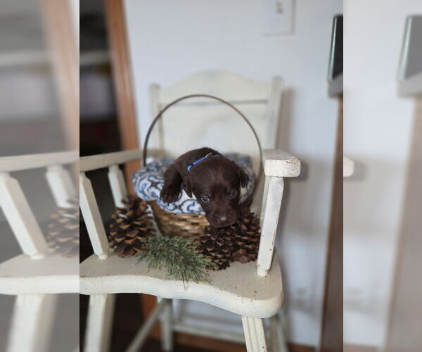 Medium Photo #12  Breeder Profile in FLORA, IL, USA