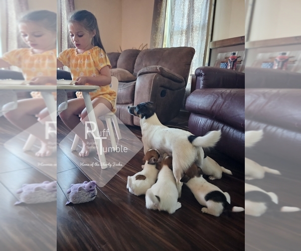 Medium Photo #9  Breeder Profile in HARVEL, IL, USA