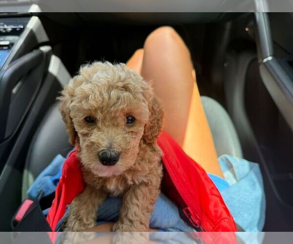 Medium Photo #3  Breeder Profile in MIAMI, FL, USA