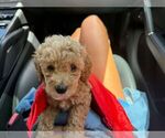 Small #2 Breeder Profile image