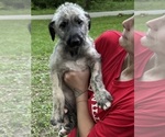 Small #35 Breeder Profile image