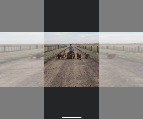 Medium Photo #1  Breeder Profile in WELLINGTON, CO, USA