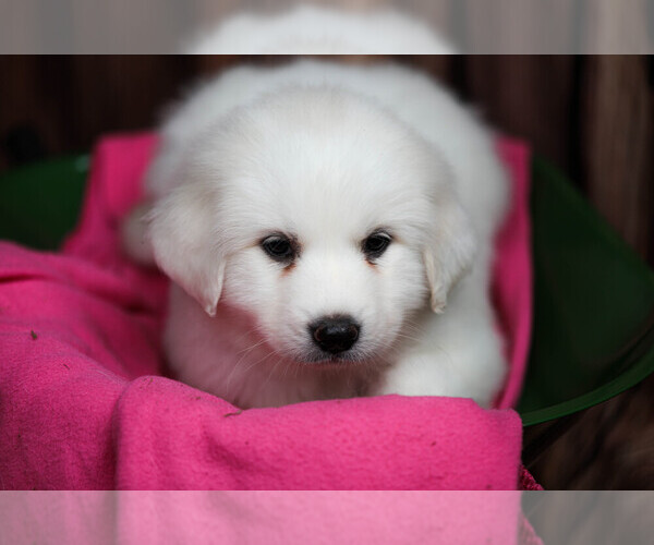 Medium Photo #46  Breeder Profile in POWDER SPRINGS, GA, USA