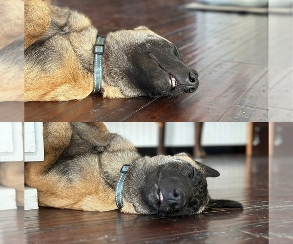 Medium Photo #14  Breeder Profile in WILLIAMS, CA, USA