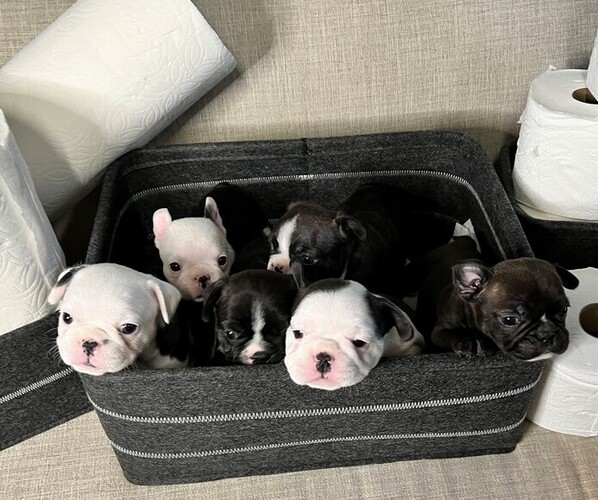Medium Photo #1  Breeder Profile in WEST COVINA, CA, USA