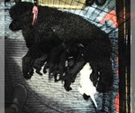 Small #3 Breeder Profile image