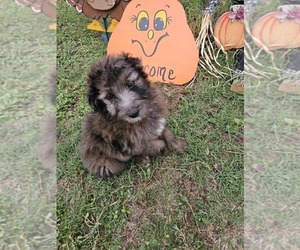 Aussiedoodle Dog Breeder near EARLY, TX, USA