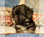 Small breeder photo
