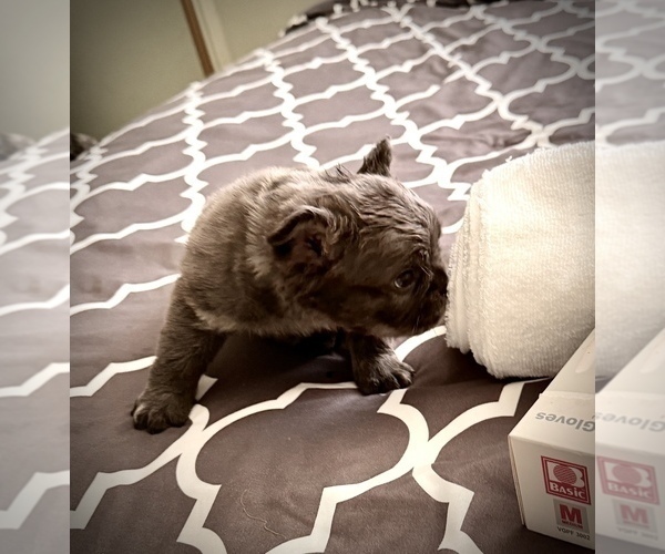 Medium Photo #3  Breeder Profile in PALMDALE, CA, USA