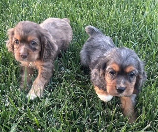 Medium Photo #3  Breeder Profile in LAMAR, CO, USA