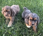 Small #2 Breeder Profile image