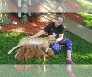 Goldendoodle Dog Breeder near JEFFERSON CITY, MO, USA