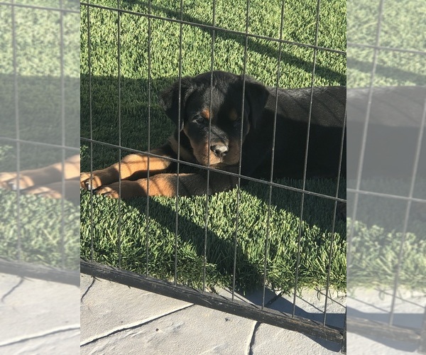 Medium Photo #5  Breeder Profile in STRASBURG, CO, USA