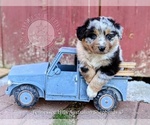 Small #16 Breeder Profile image