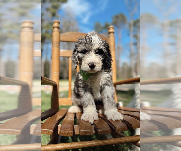 Medium Photo #2  Breeder Profile in MAGNOLIA, TX, USA