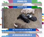Small #10 Breeder Profile image