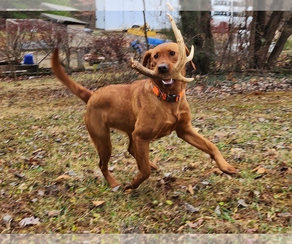 Medium Photo #1  Breeder Profile in HEBRON, KY, USA