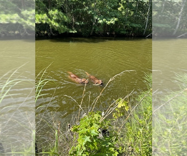Medium Photo #8  Breeder Profile in ELIZABETH CITY, NC, USA