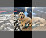 Small #3 Breeder Profile image