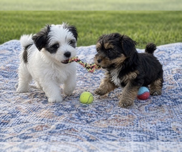 Medium Photo #2  Breeder Profile in CHICAGO, IL, USA