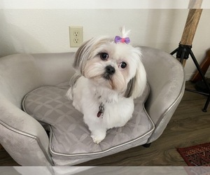 ShihPoo Dog Breeder near KETTLE FALLS, WA, USA