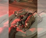 Small breeder photo