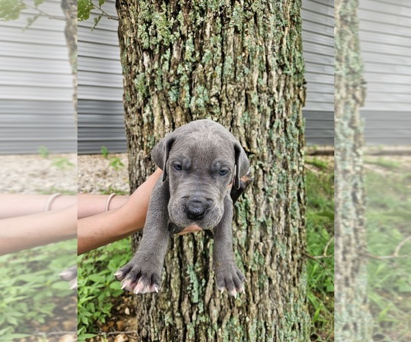 Medium Photo #24  Breeder Profile in WALNUT GROVE, MO, USA