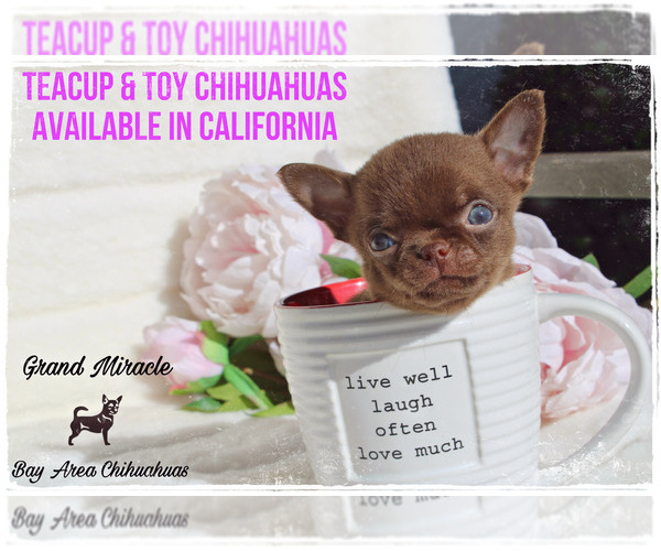 Medium Photo #3  Breeder Profile in SAN JOSE, CA, USA