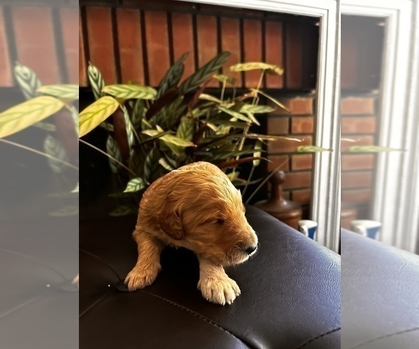 Medium Photo #45  Breeder Profile in HUNTINGTON BEACH, CA, USA