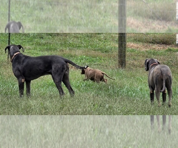 Medium Photo #5  Breeder Profile in HARDINSBURG, IN, USA