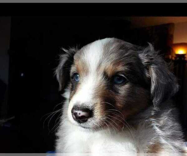 Medium Photo #3  Breeder Profile in GOLD HILL, OR, USA