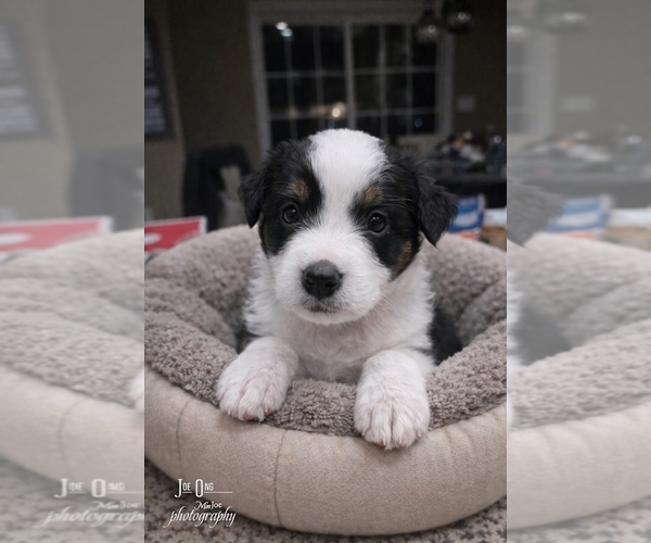 Medium Photo #1  Breeder Profile in SAINT JOHN, IN, USA