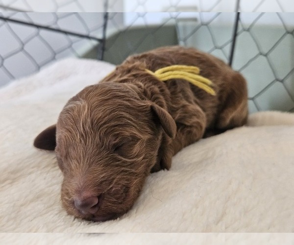 Medium Photo #12  Breeder Profile in INDIANAPOLIS, IN, USA